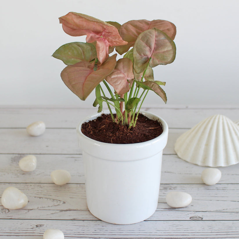 Red Syngonium