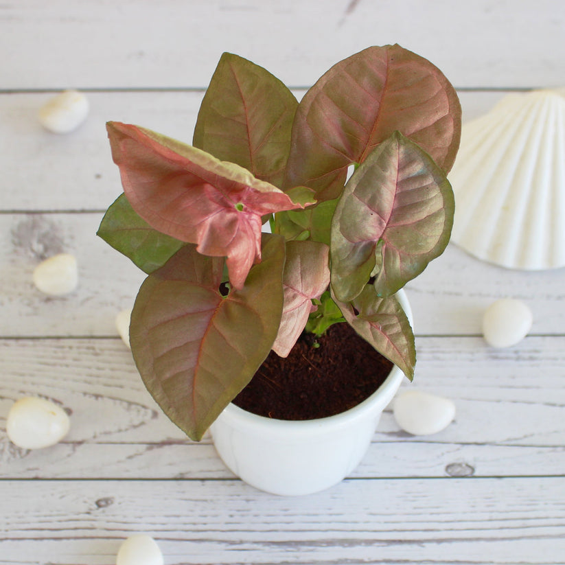 Red Syngonium