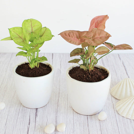 Syngonium (Set of 2)