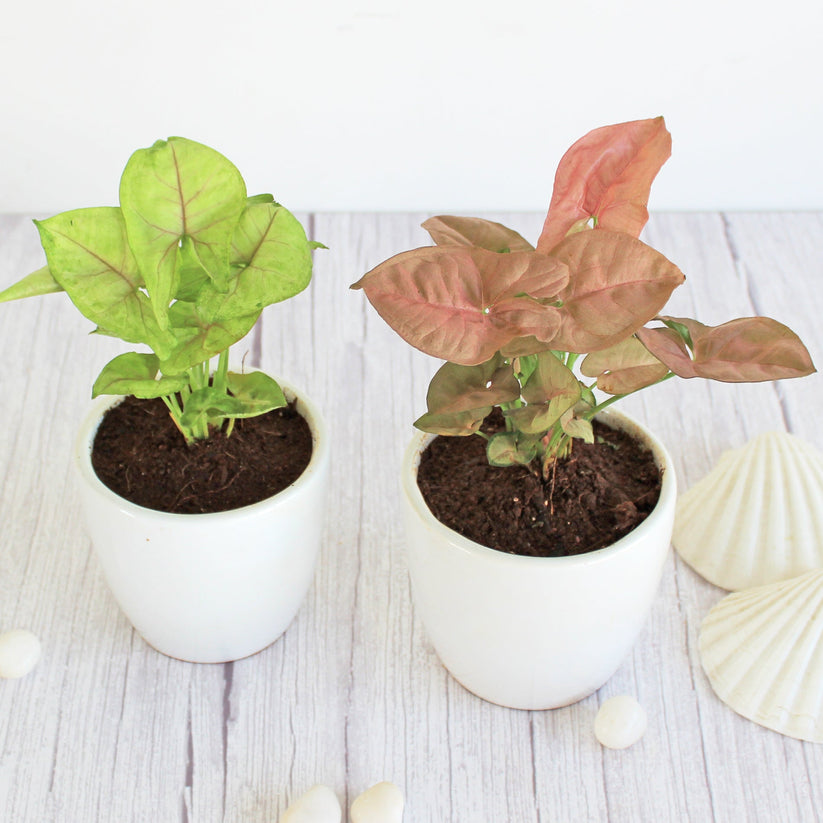 Syngonium (Set of 2)