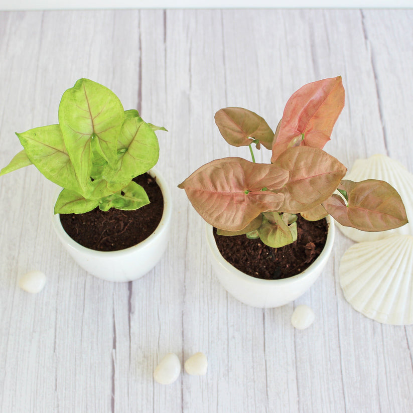 Syngonium (Set of 2)