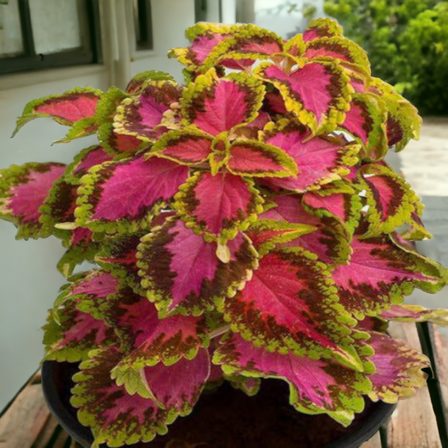 Coleus
