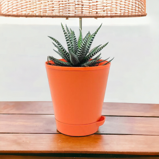 Succulents- Fasciated Haworthia