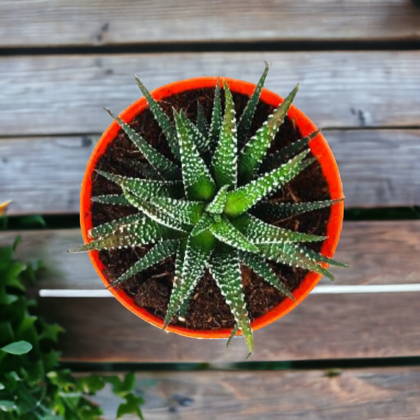 रसीले- आकर्षक हवोरथिया