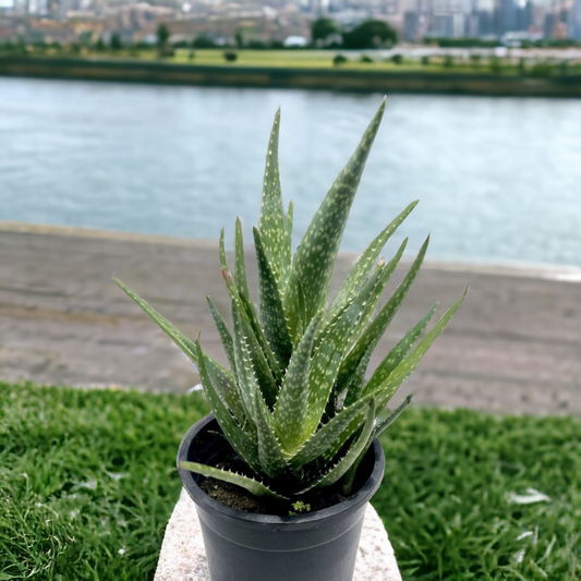 Aloe