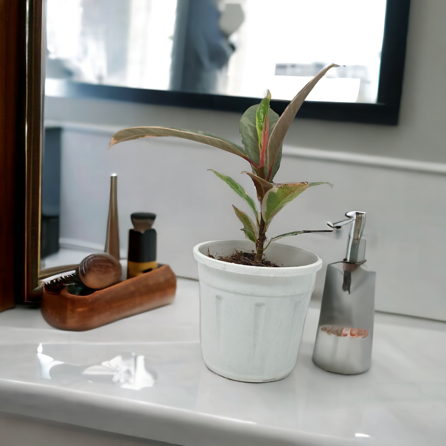 रबर हरा विभिन्न प्रकार का पौधा