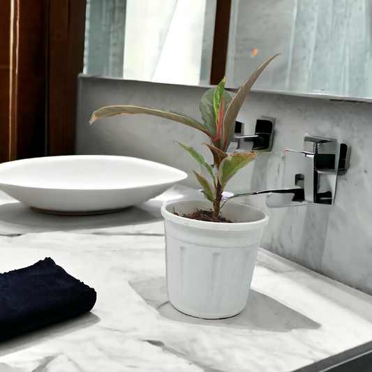 Rubber Green Variegated Plant