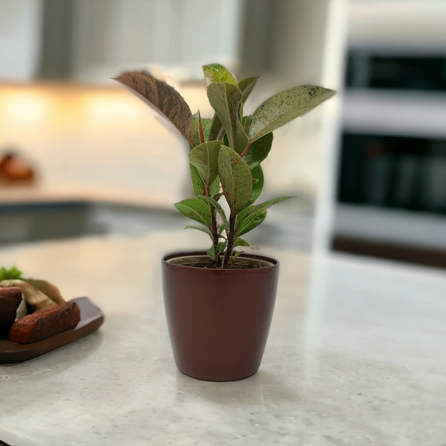 Rubber Plant Variegated