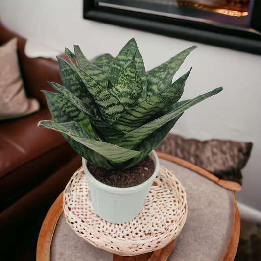 Green- Sansevieria Dwarf
