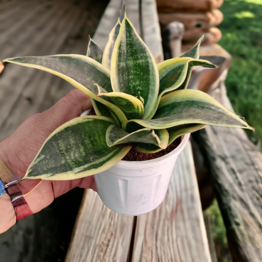 Snake plant Golden dwarf