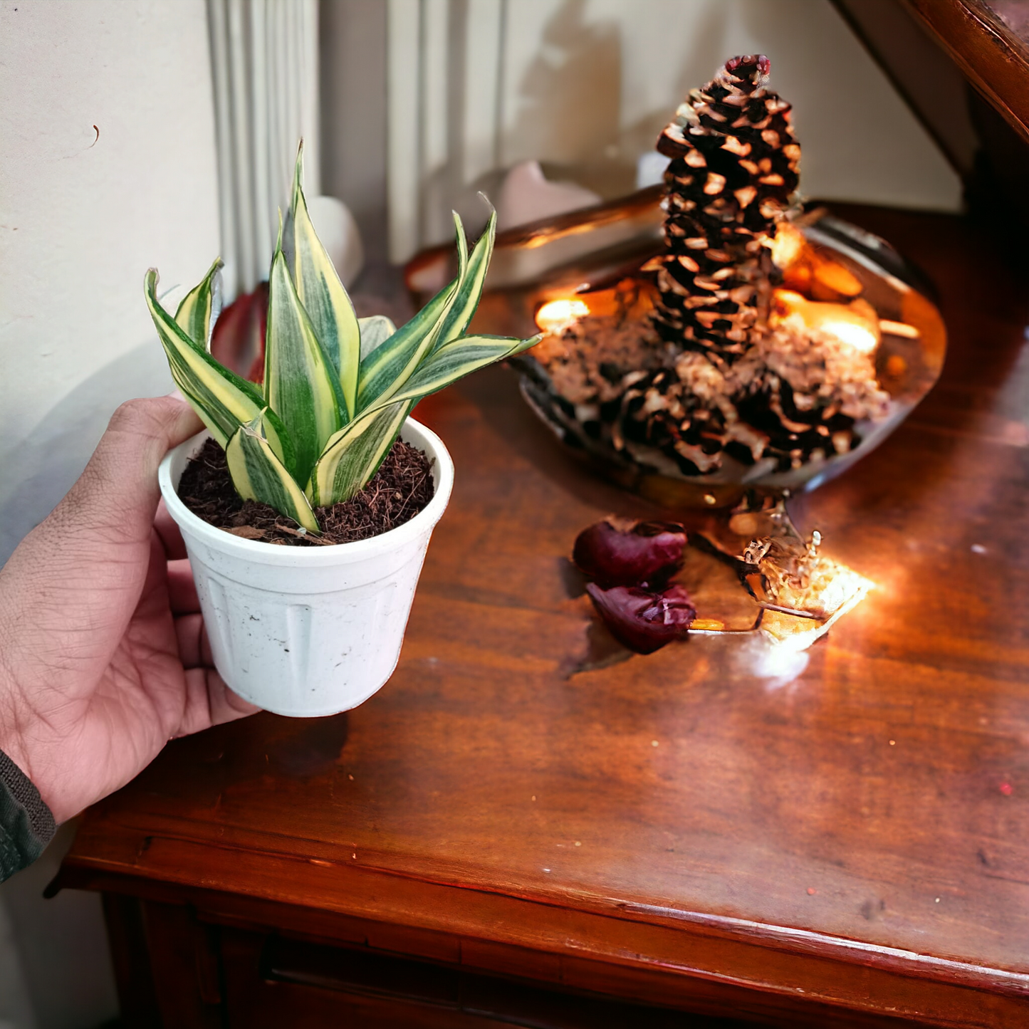 Sansevieria Highcolour