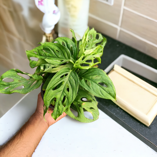 Monstera Adansonii