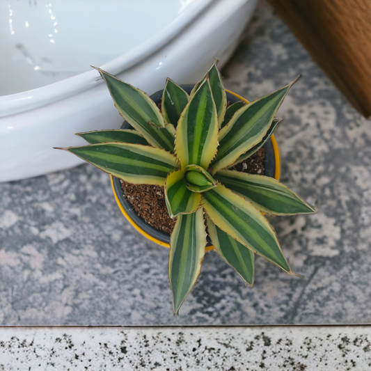 Agave Lophantha in Yellow Pot