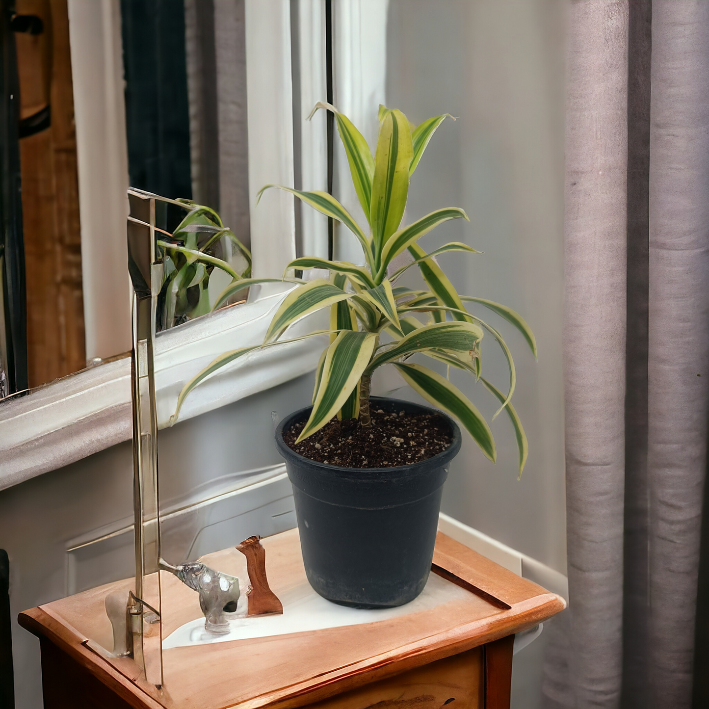 Song of India Golden