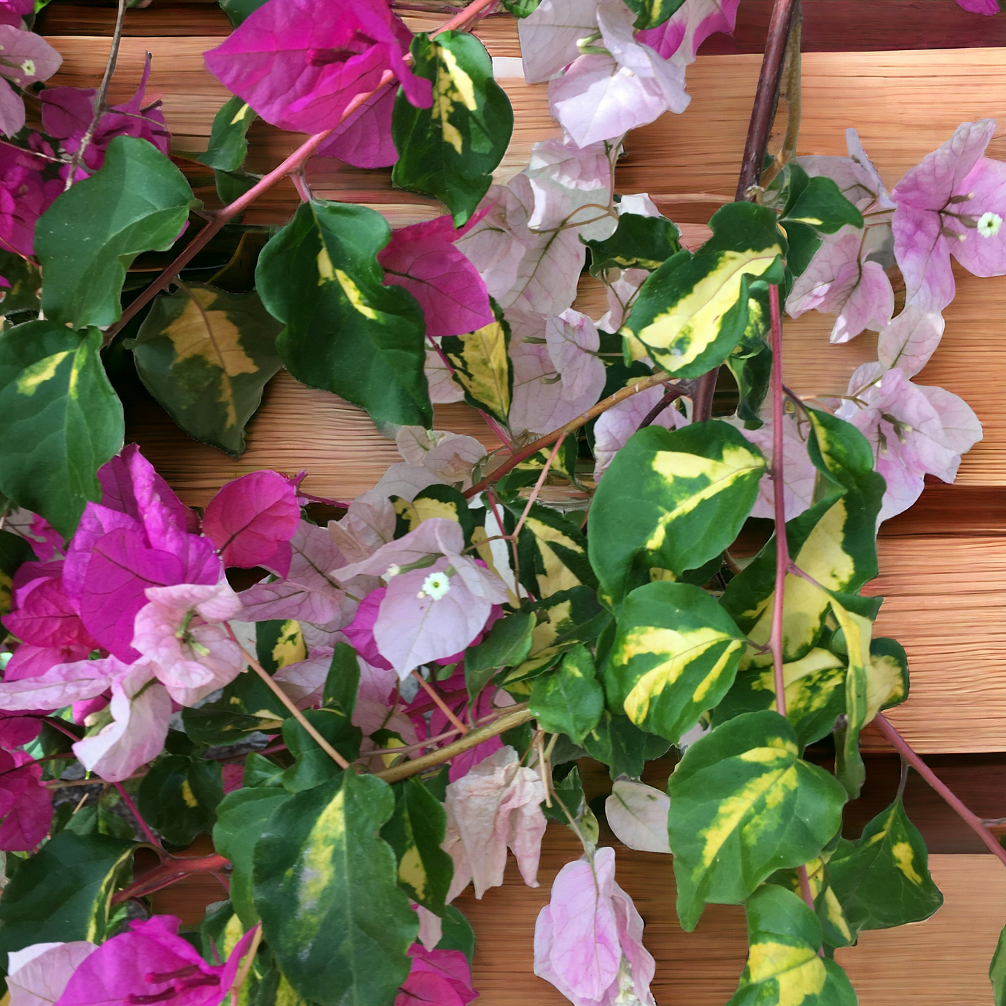 Bougainvillea Themma- Delhi NCR only