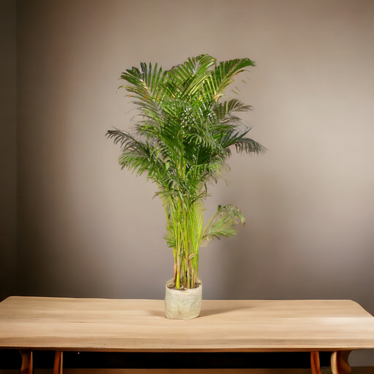 Big Areca palm (Only for Delhi NCR)