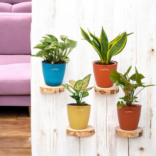 Fresh Plant Bundle- Perfect Indoor Plants for Home & Office