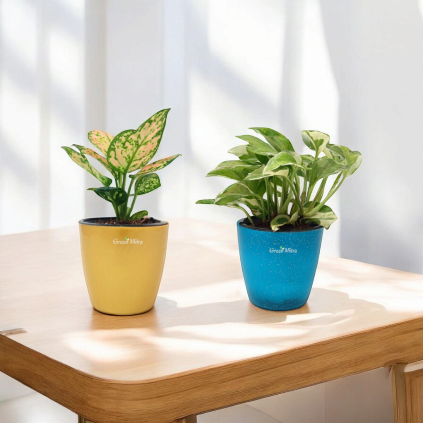 Fresh Plant Bundle- Perfect Indoor Plants for Home & Office