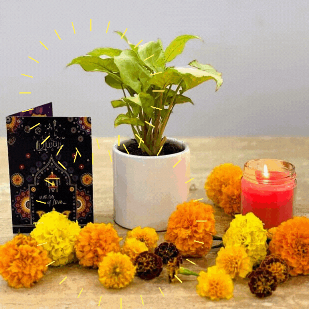 Syngonium yami in 4 inch ceramic pot