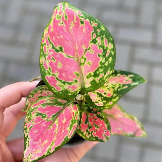 Aglaonema pink