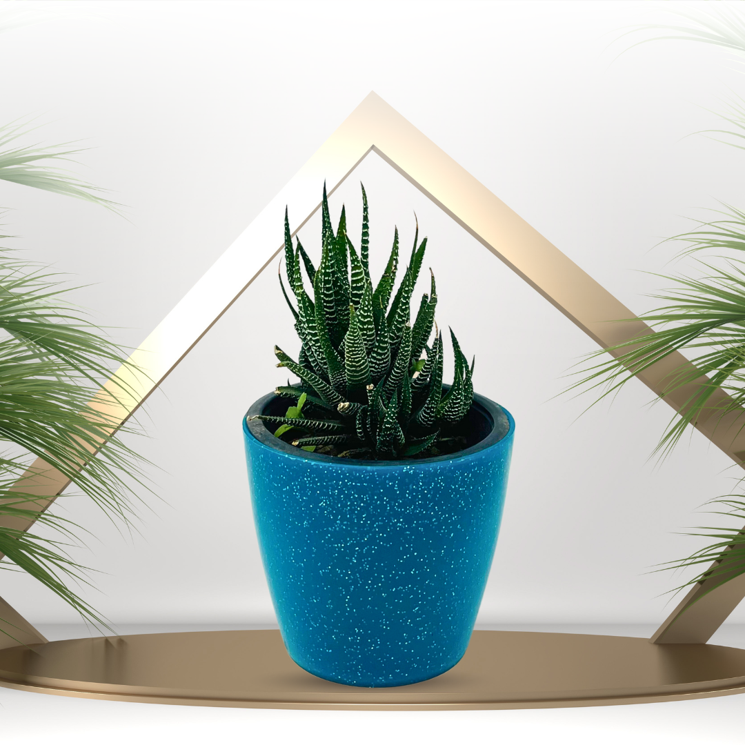 Haworthia fasciata