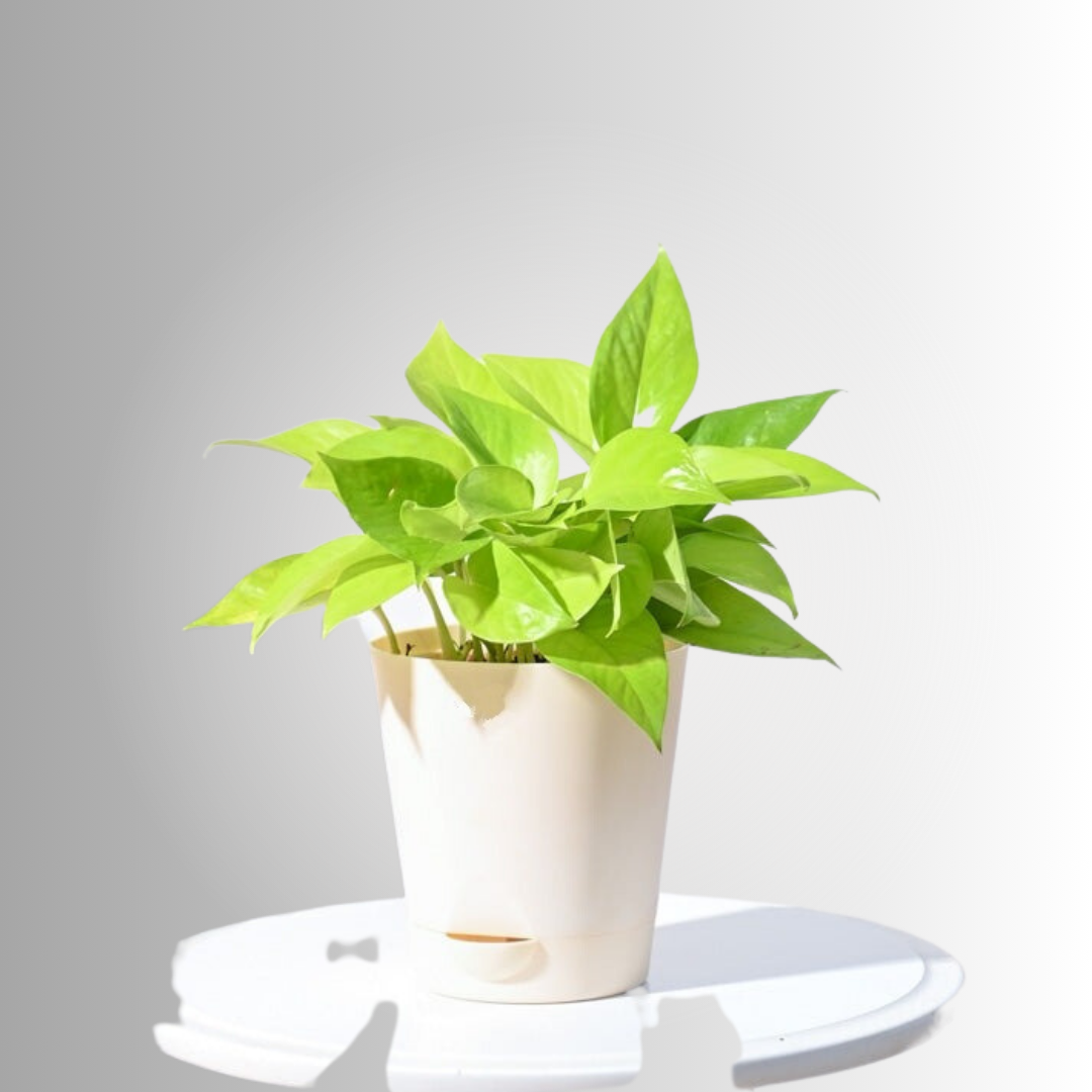 Golden Money Plant