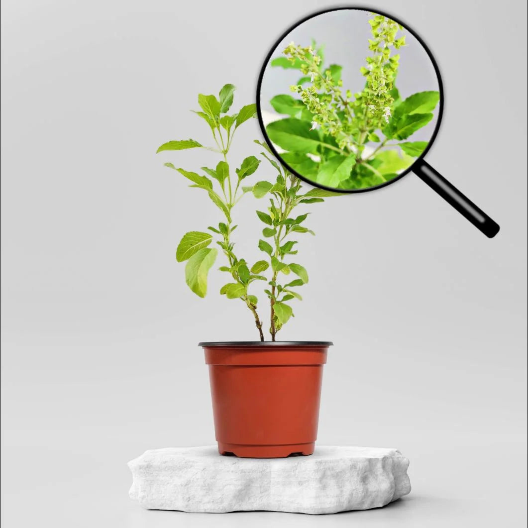 Rama Tulsi