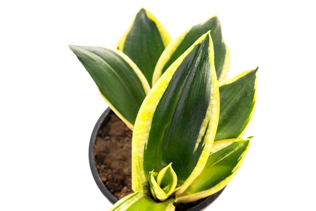 Golden- Sansevieria Dwarf