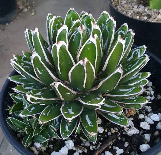 Agave victoria ragni white