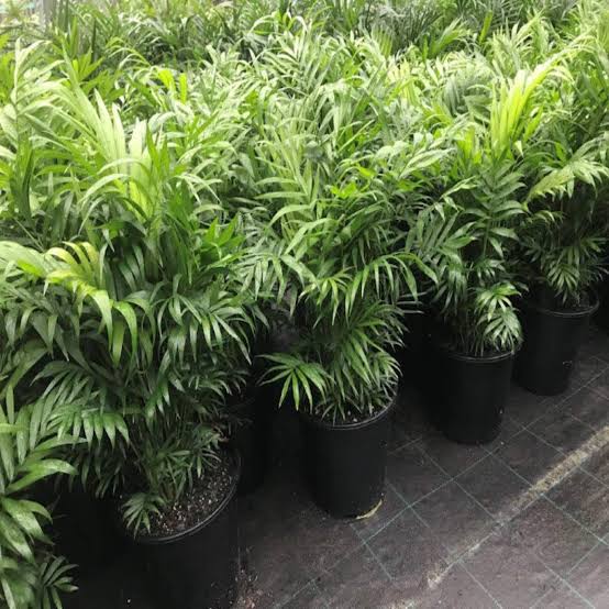 Chomendera elegan/ Parlour Palm