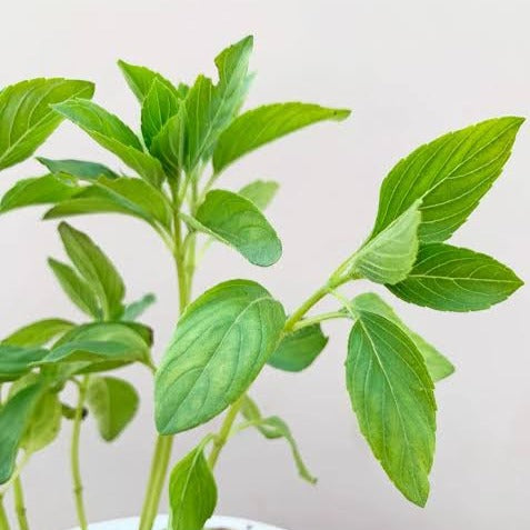 कपूर तुलसी