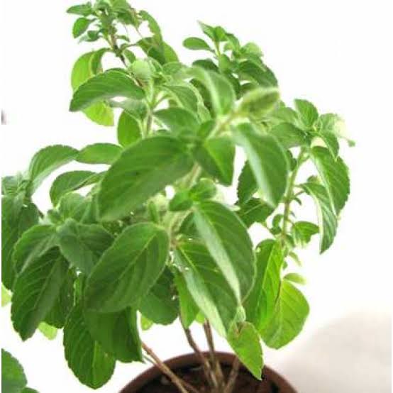 Kapoor Tulsi