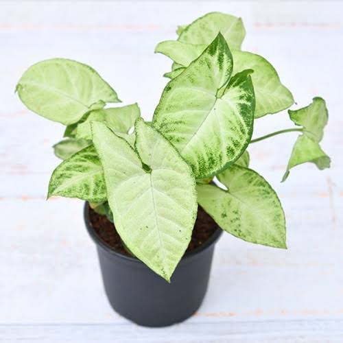Syngonium light green
