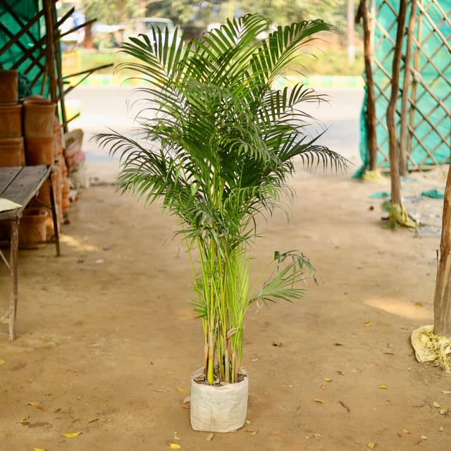 बड़ी सुपारी हथेली