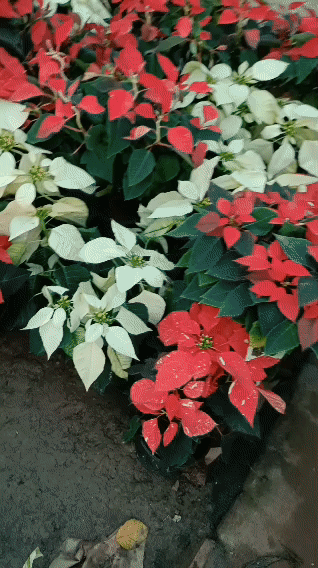 Poinsettia