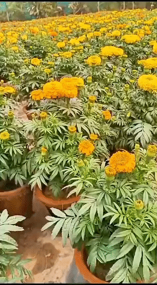 Marigold Yellow ( in 6' clay pot)