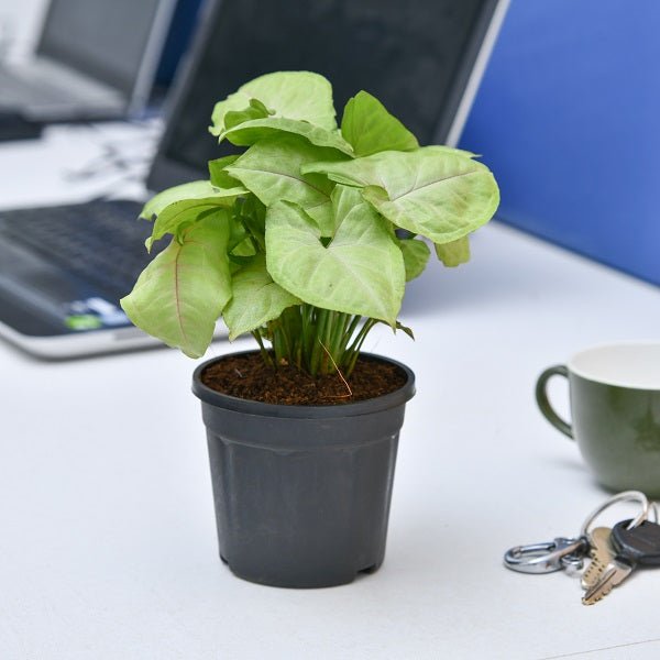 Syngonium pink