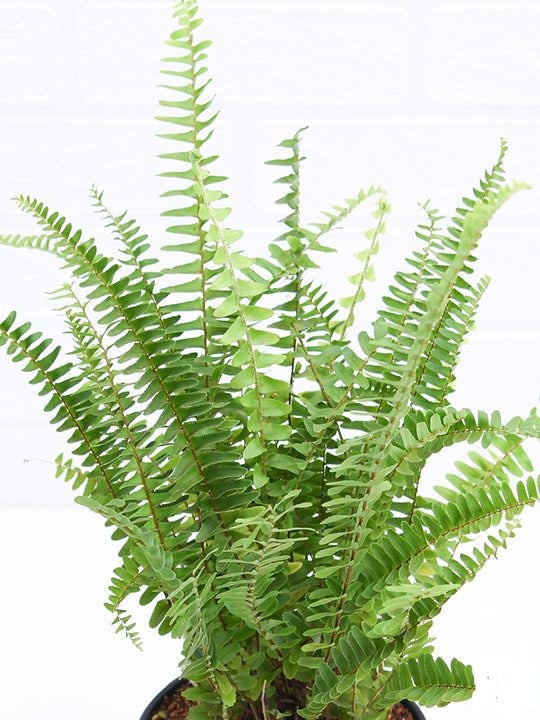 Boston fern