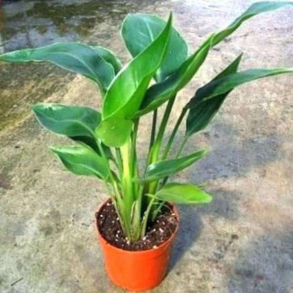 स्वर्ग की चिड़िया