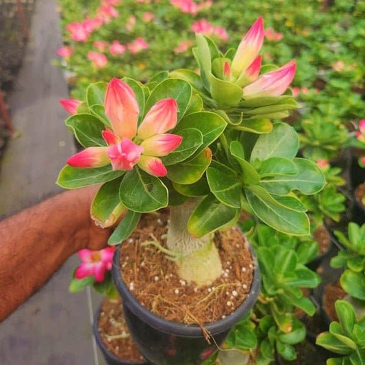 Adenium: Set of 2