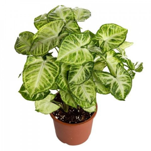 Syngonium green