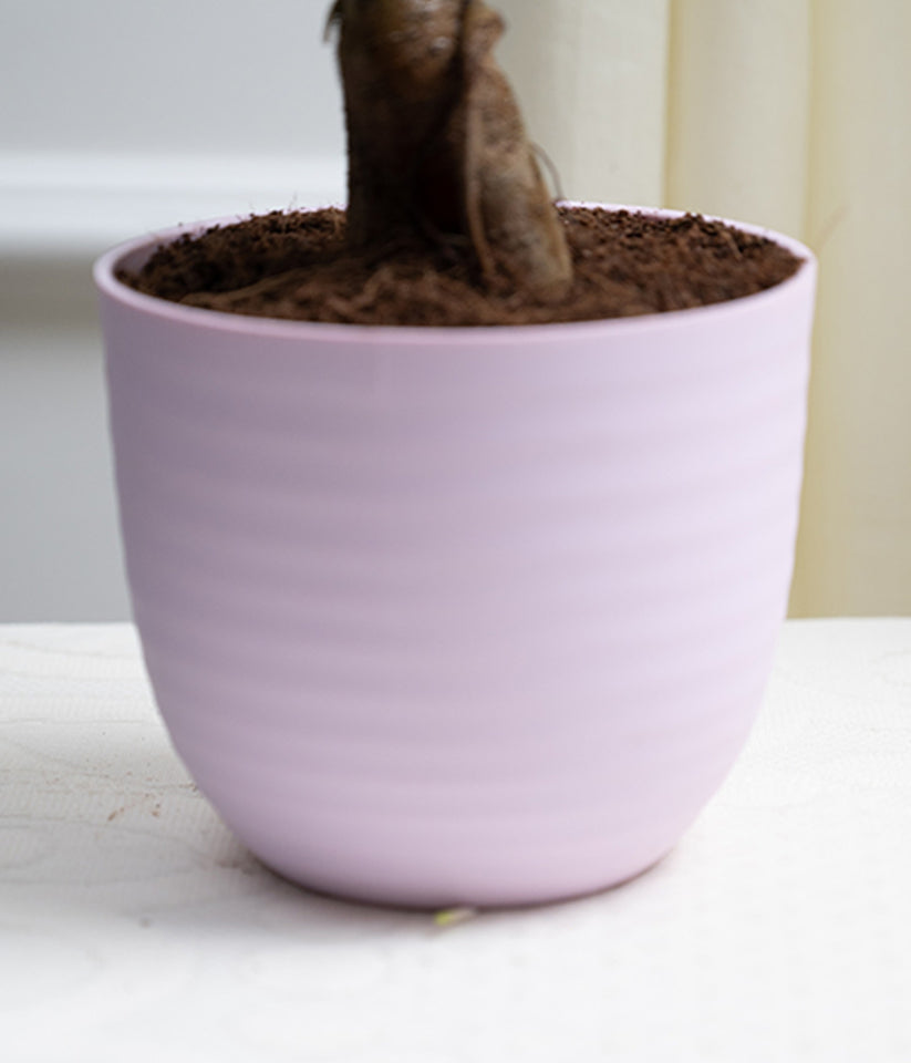 Bonsai- ficus microcarpa