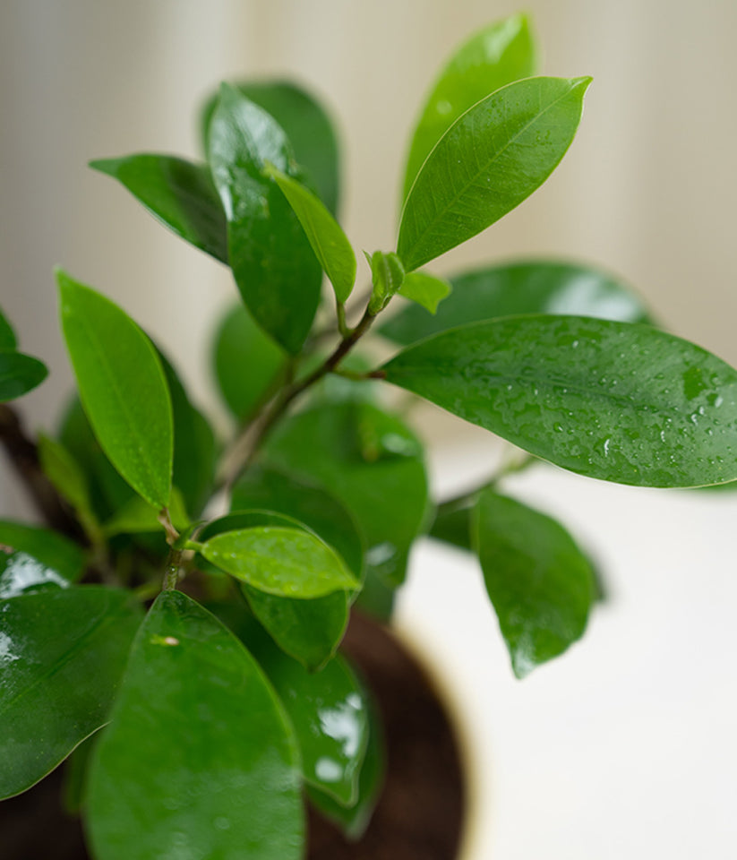 Bonsai- ficus microcarpa