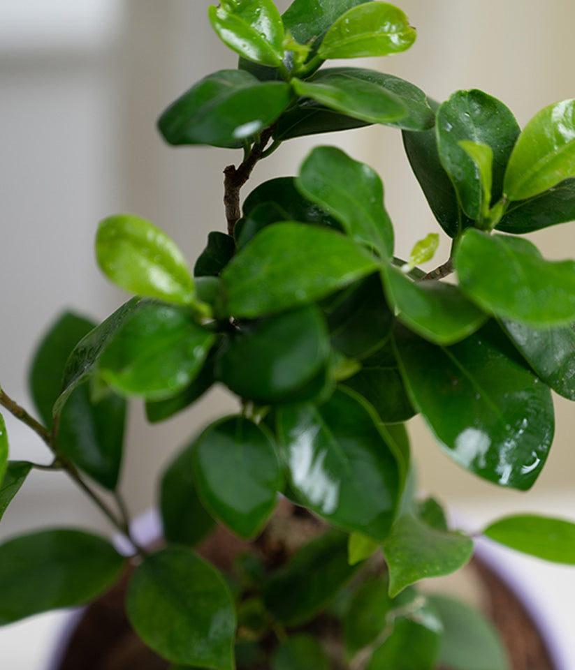Bonsai- ficus microcarpa