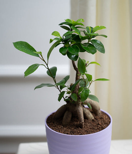 Bonsai- ficus microcarpa