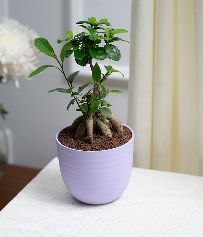 Bonsai- ficus microcarpa