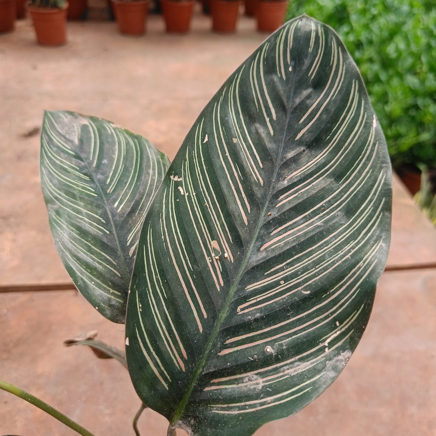 Calathea Pinstick