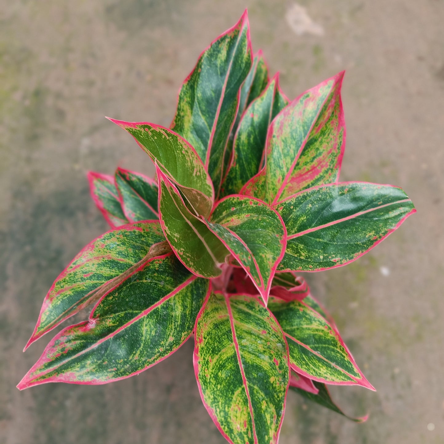 Aglaonema Lipstick