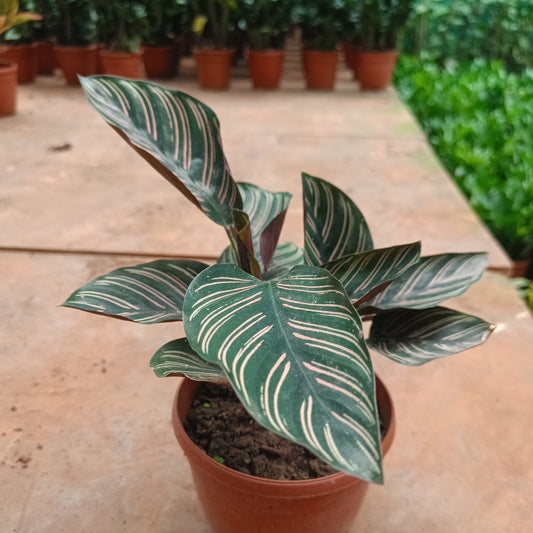 Calathea Pinstick