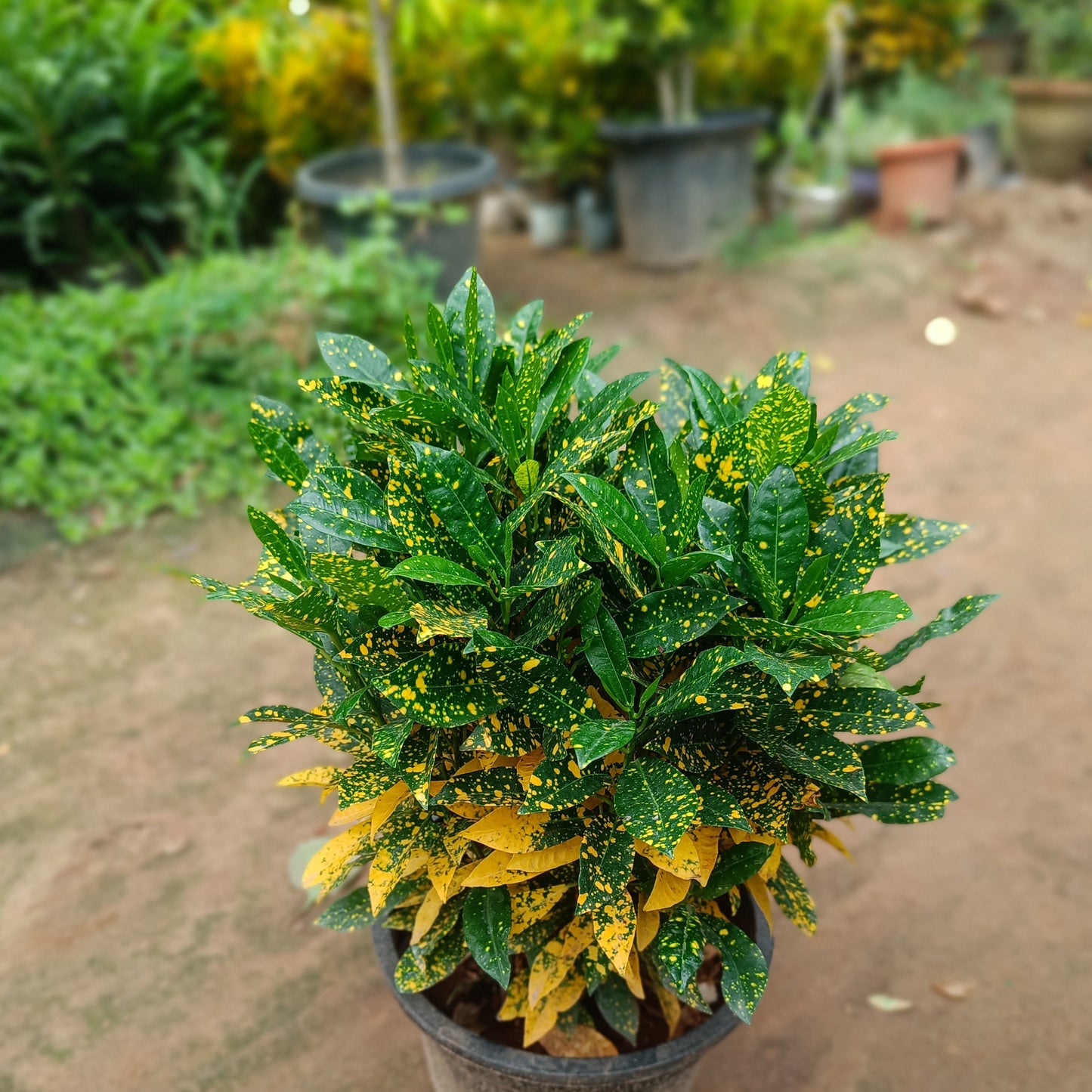 Croton baby